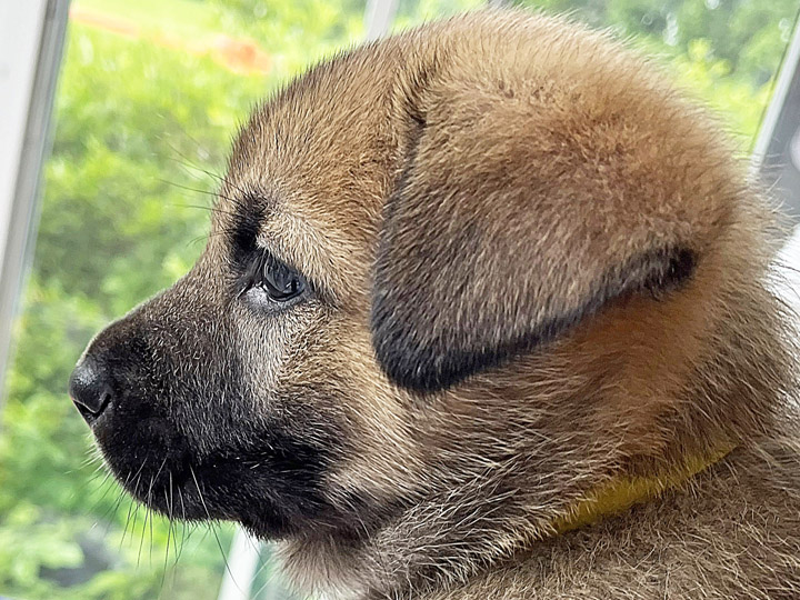 chinook puppy